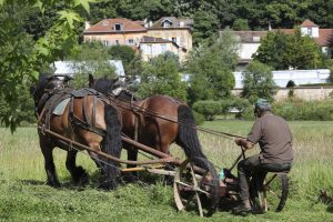 Fauchage-005