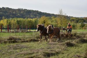 Fauchage-013