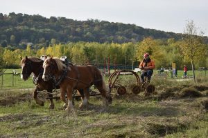 Fauchage-014