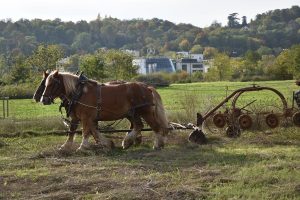 Fauchage-015