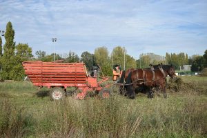 Fauchage-016
