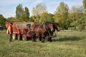 Fauchage-018