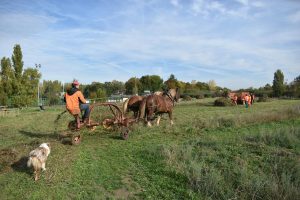 Fauchage-022