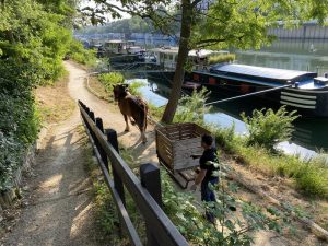 Fauchage-029